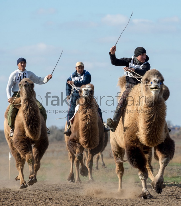 Верблюжьи бега - 2013_19