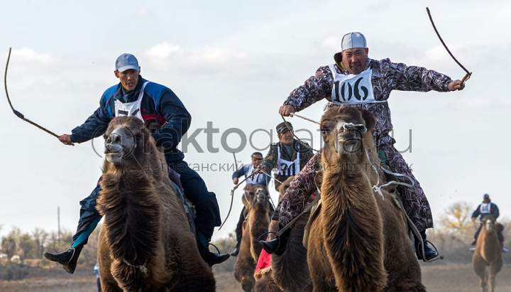 Верблюжьи бега - 2013_16
