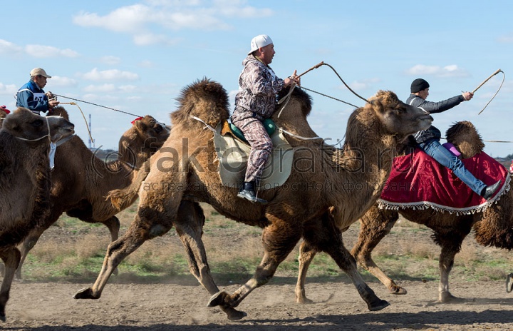 Верблюжьи бега - 2013_24