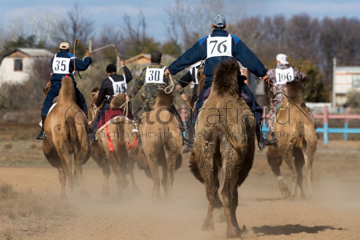 Верблюжьи бега - 2013_25