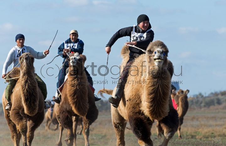 Верблюжьи бега - 2013_20